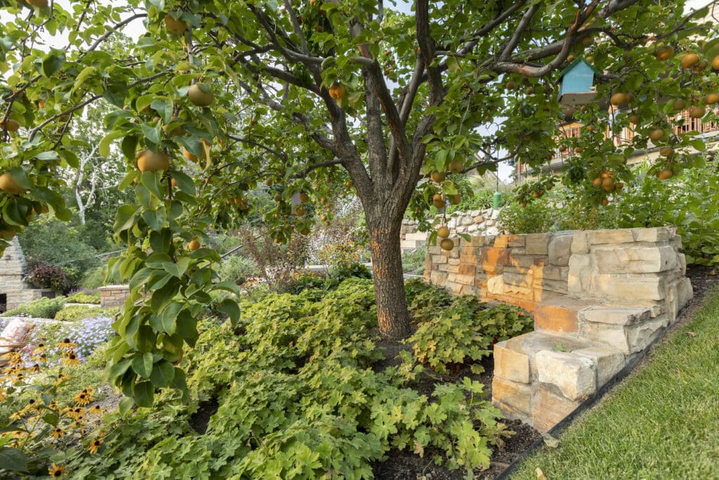 Gilmer Farms - full grown tree
