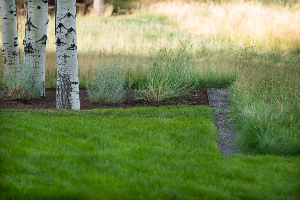 Sunny Slopes - grass and natural landscaping