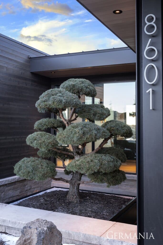 Mountain Mediterranean - specimen tree